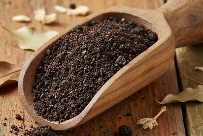 Bat Guano: Inside the Caves Where the World's Best Fertilizer Is Made