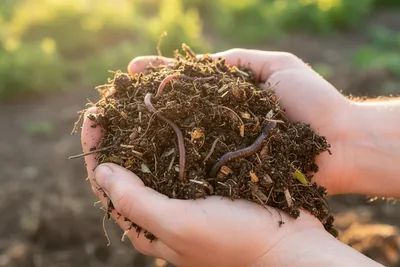 The Science of Compost: How Decomposition Builds Living Soil
