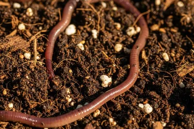 Soybean Meal: The Balanced Nitrogen Source That Feeds Microbes First