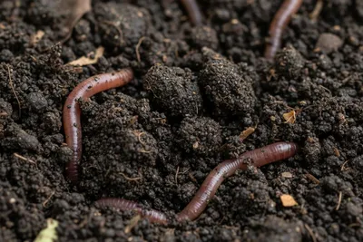 Why Worm Castings Are Called Black Gold